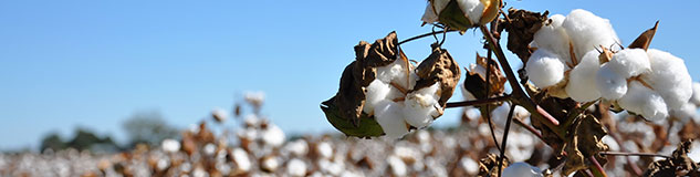 Cotton CFDs Trading