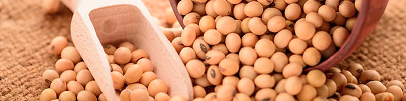 trading Soybean
