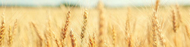 Wheat CFD Trading Commodities AvaTrade